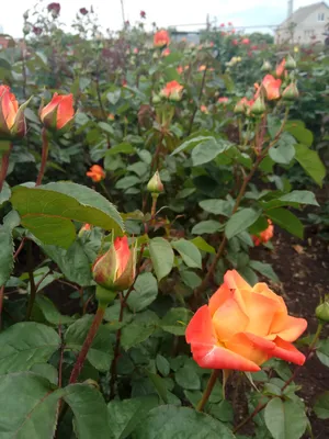 Фотография розы вуду в png формате: выберите свой размер