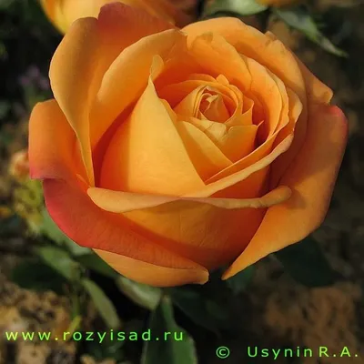 Восхитительная фотка розы вуду в высоком разрешении