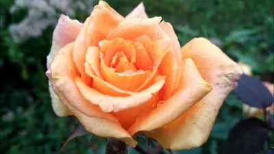 Фото розы вуду для скачивания: выберите формат