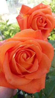 Изображение розы вуду в формате jpg: выберите свой размер