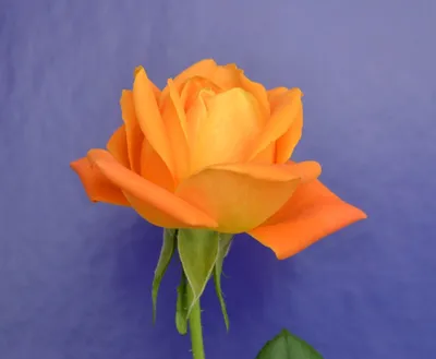 Фото розы вуду в высоком разрешении: выберите свой размер
