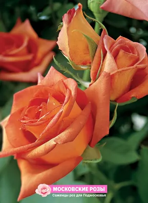 Ошеломляющая фотка розы вуду в webp формате