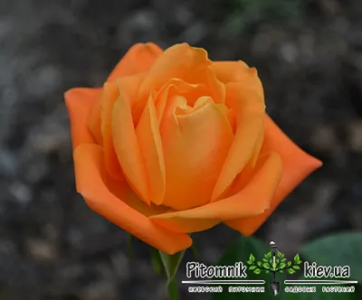 Прекрасное изображение розы вуду в высоком разрешении
