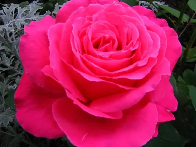 Роза высоцкий в формате jpg: сохраните качество