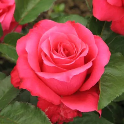 Роза высоцкий на фотографии: цветущая гармония