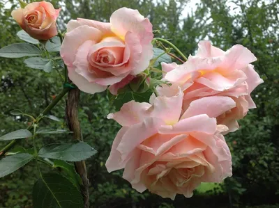 Чудесное изображение Розы высоцкий для вашего наслаждения