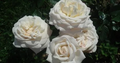 Шикарное изображение Розы высоцкий для настоящих эстетов