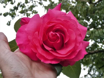 Уникальное изображение Розы высоцкий для вашего восхищения