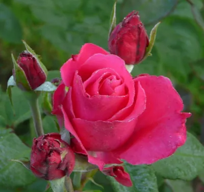 Загадочная Роза высоцкий в разных размерах