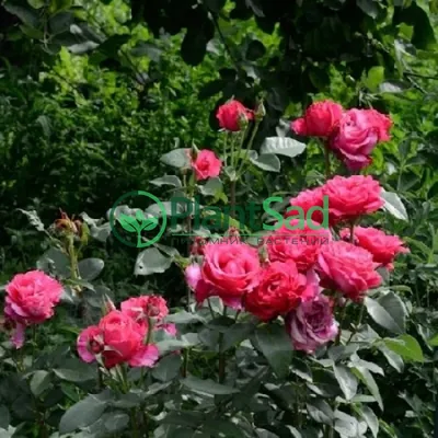Картинка Розы высоцкий: невероятная красота