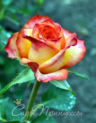 Изысканная роза: загрузите фото в png