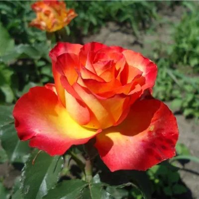Качественная фотография розы в форме jpg