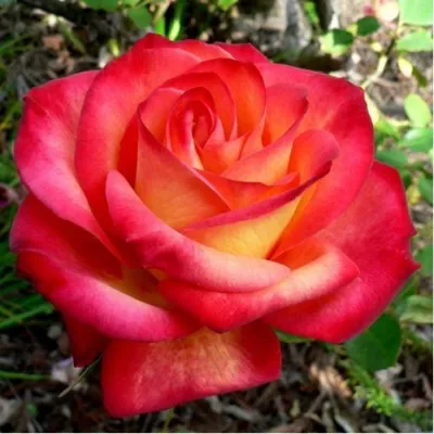 Фотка роскошной розы в png формате