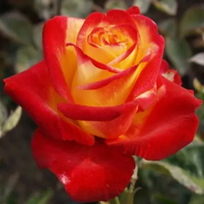 Изумительная роза в формате webp