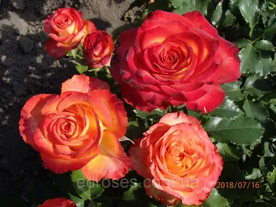 Фото изысканной розы в высоком разрешении