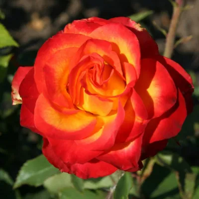 Картинка розы с выбором размера и формата
