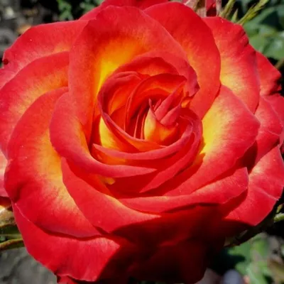 Фотография розы как произведение искусства