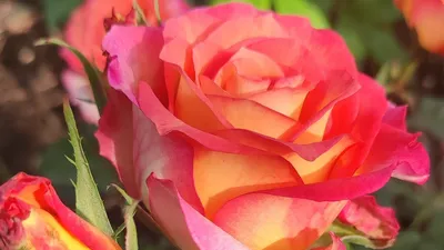 Красивая роза: загрузите изображение в png