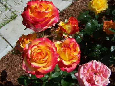 Уникальные снимки Розы высшего общества в webp формате