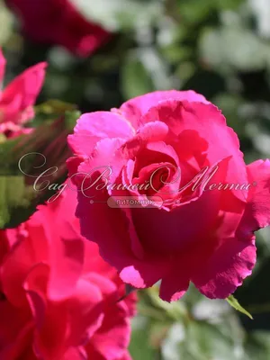 Фото розы с возможностью выбора формата (jpg, png, webp)
