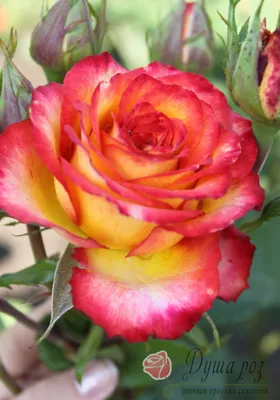 Фотография роскошной розы для скачивания в webp