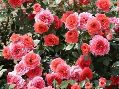 Фотография розы со сверхвысоким разрешением