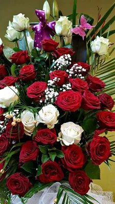 Фото прекрасной розы в веб-формате webp
