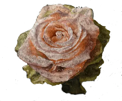 Изображение розы с выбором размера и формата