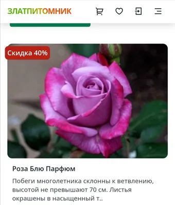 Качественная фотография розы в png формате