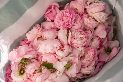 Фотка изысканной розы в формате webp