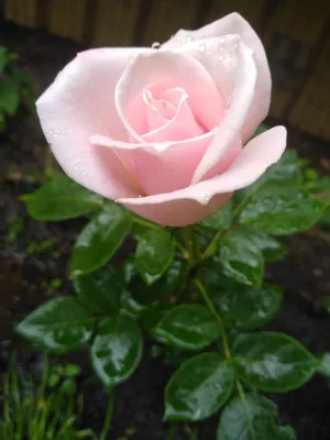 Уникальные снимки прекрасной розы в png