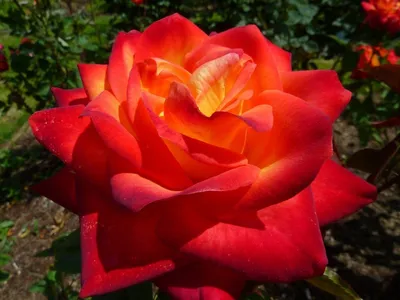 Фотография розы в высокой четкости и разрешении