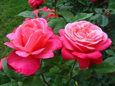 Фотка розы: выбирайте формат jpg