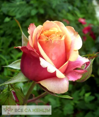 Изображение розы в png формате для скачивания