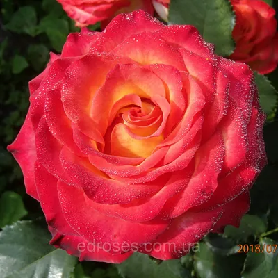 Изображение прекрасной розы с возможностью выбора размера