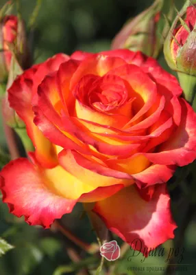 Фото розы на ваш выбор - jpg, png или webp
