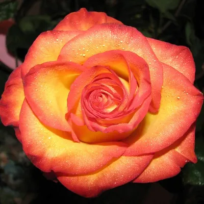 Привлекательная картинка розы в различных форматах