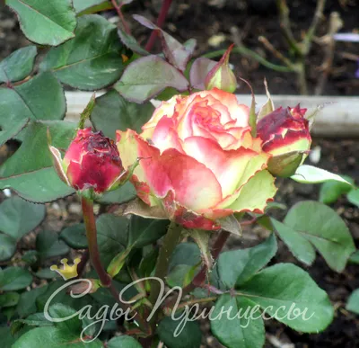 Красивые розы Зазу для скачивания в формате jpg