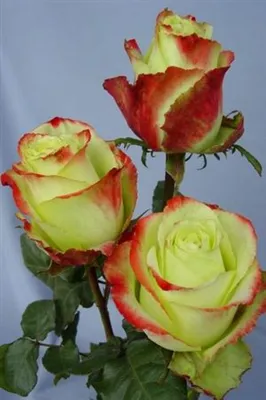 Уникальные фотографии розы Зазу в высоком разрешении