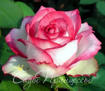 Замечательные фотографии розы Зазу с эффектным освещением
