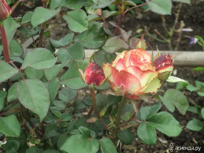 Удивительные изображения розы Зазу в формате jpg