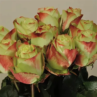 Ароматные фотографии розы Зазу для вдохновения на парфюмерию