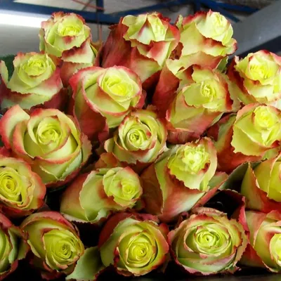 Изящные картинки розы Зазу для создания коллекции флористики