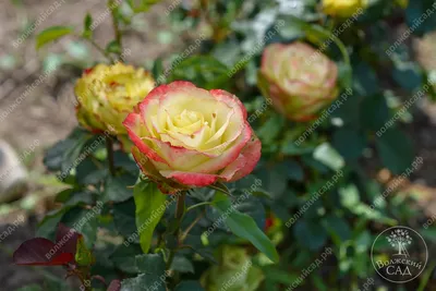 Фото розы Зазу в высоком разрешении для печати на холсте