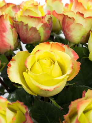 Уникальные фотографии розы Зазу в формате png для дизайна сайта