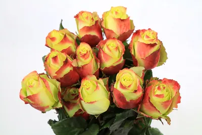 Натуральные изображения розы Зазу с эффектом блика