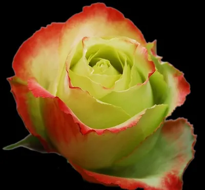 Макрофотографии розы Зазу в формате webp
