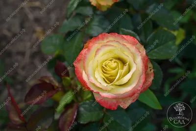 Фото розы Зазу с невероятной глубиной цвета