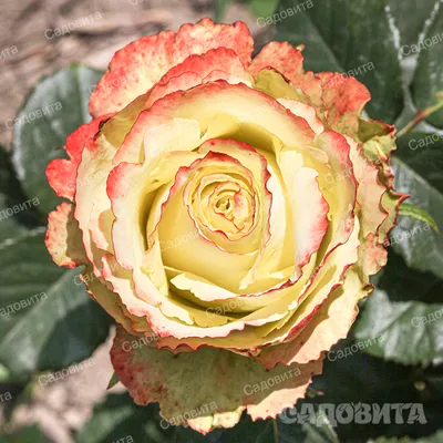Удивительные изображения розы Зазу в формате jpg