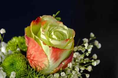 Красочные картинки розы Зазу для создания календаря